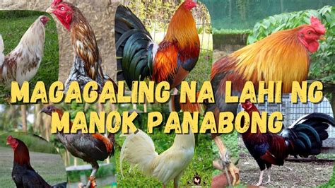 mga lahi ng manok panabong